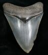 Inch Megalodon Tooth - Savannah, GA #4179-1